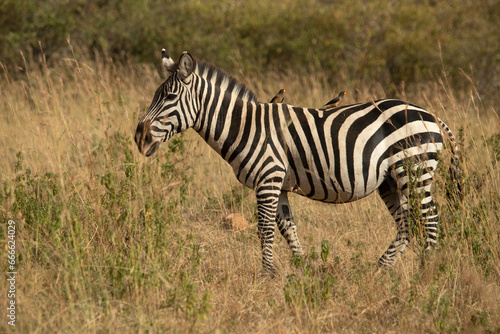 common zebra in the grasslands of the African savannah with the last light of the day