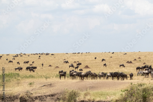 Common zebras and Wildebeest on the Mara River plains in the Masai Mara before crossing the river at first light