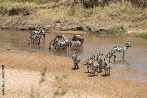 Common zebras and Wildebeest on the Mara River plains in the Masai Mara before crossing the river at first light