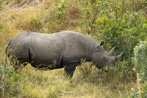 Black rhinoceros in a wooded area of a stream within the African savanna with the last light of the day