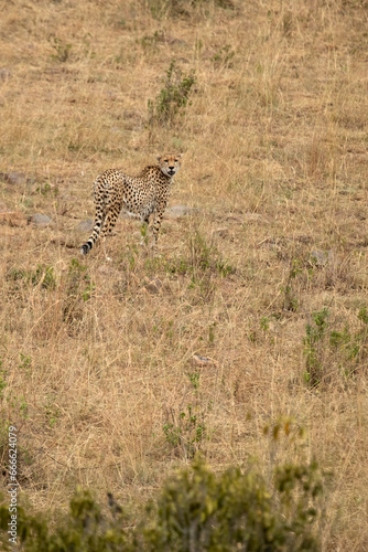 Cheetah in a bush savanna area at first light in the Masai Mara