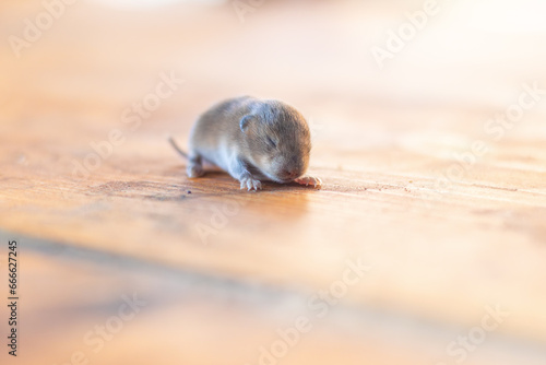 a little cub mouse, a baby vole on a wooden plank photo