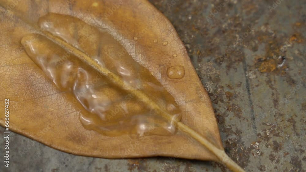 Raindrops fall on dry magnolia leaf that lies on a rusty sheet of metal, background Raindrops fall on dry magnolia leaf that lies on a rusty sheet of metal, background