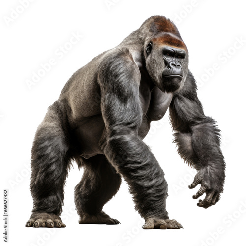 a Silverback Gorilla as an isolated and transparent PNG in a Nature-themed, photorealistic illustration. generative ai