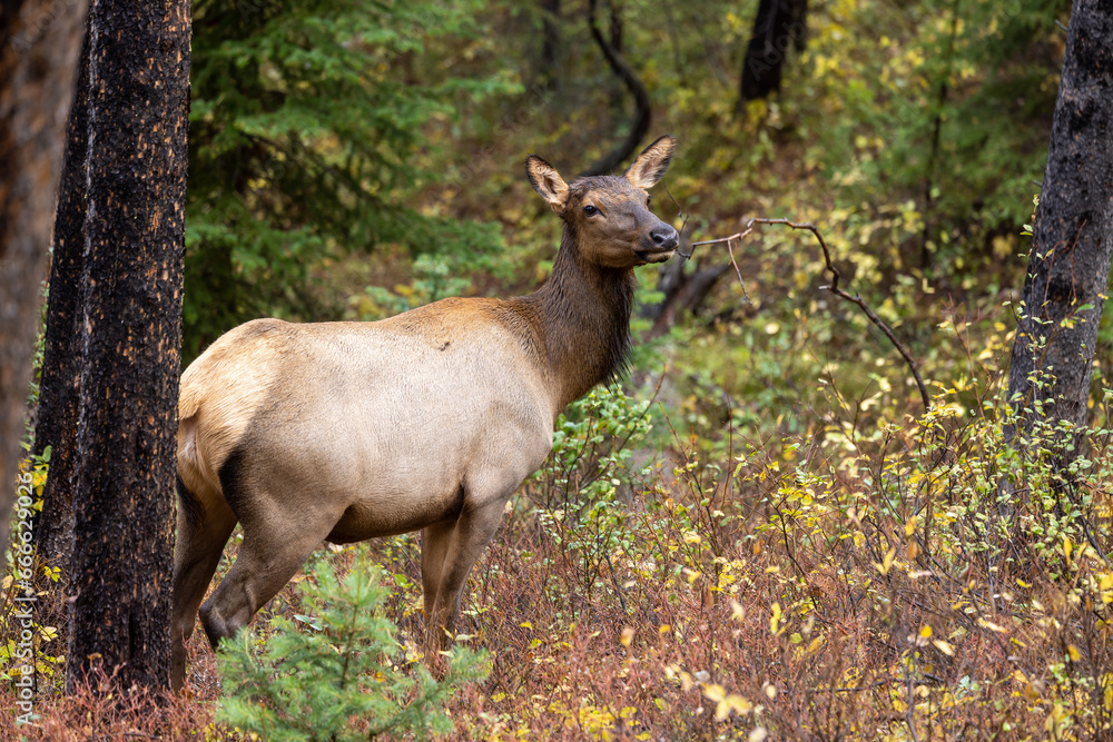 Cow Elk in Wyoming in Autumn