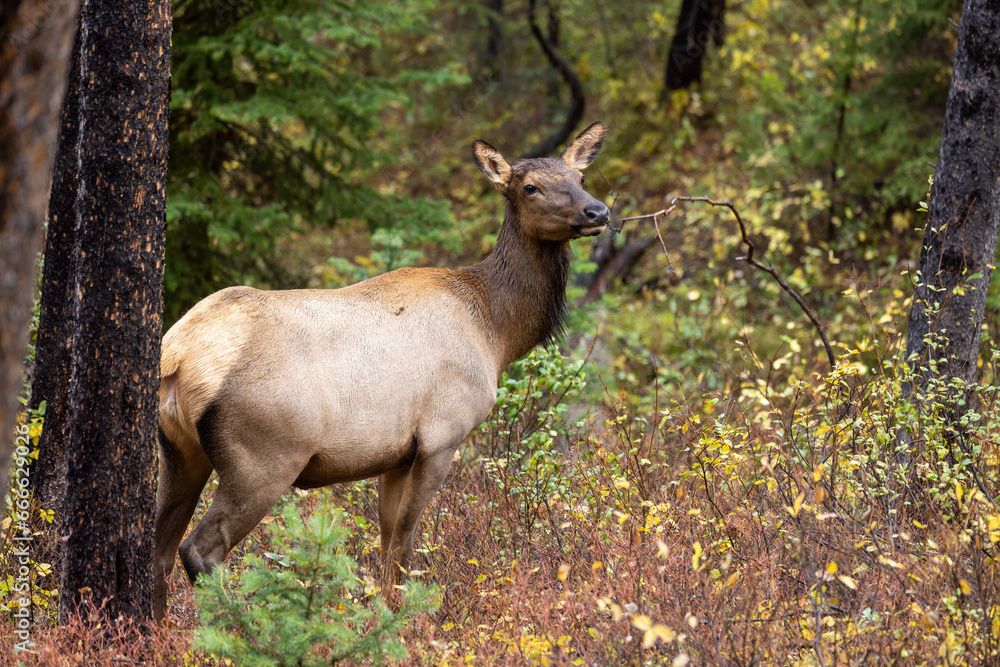 Cow Elk in Wyoming in Autumn Cow Elk in Wyoming in Autumn