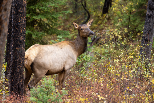 Cow Elk in Wyoming in Autumn