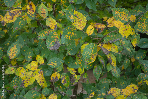 leaves on the ground