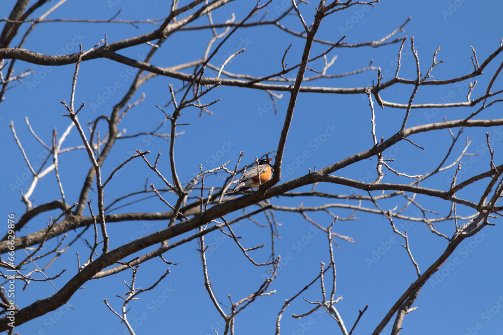 Beautiful robin perched in the tree. His black feathers blending in with the bare branches. His little orange belly stands out. The limbs of the tree do not have leaves due to the winter season. Beautiful robin perched in the tree. His black feathers blending in with the bare branches. His little orange belly stands out. The limbs of the tree do not have leaves due to the winter season.