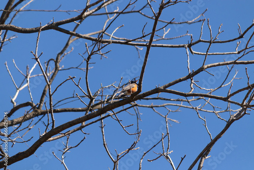 Beautiful robin perched in the tree. His black feathers blending in with the bare branches. His little orange belly stands out. The limbs of the tree do not have leaves due to the winter season.