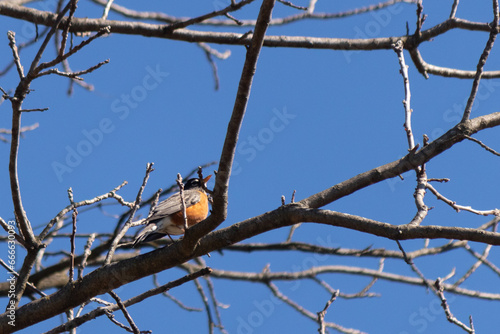 Beautiful robin perched in the tree. His black feathers blending in with the bare branches. His little orange belly stands out. The limbs of the tree do not have leaves due to the winter season. photo