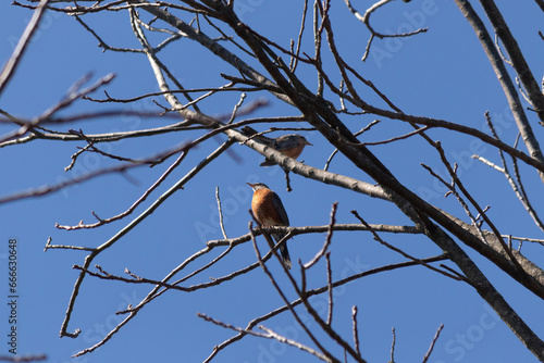 Two robins perched in the tree. The black feathers blending in with the bare branches. The little orange bellies stand out. The limbs of the tree do not have leaves due to the winter season.