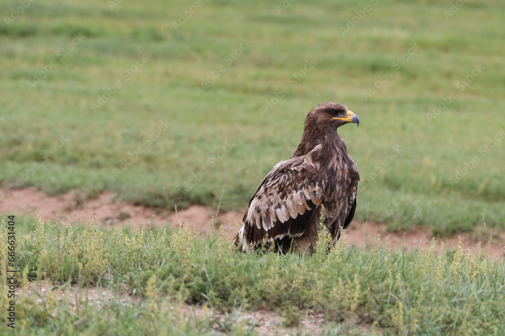 Fototapeta premium The splendid eagle, queen of the Mongolian skies