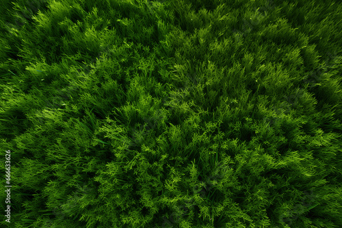 Green lawn background. Grass texture top view background. 