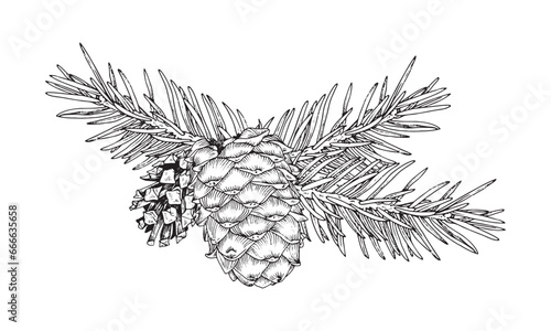 Spruce branch with pinecone. Vector illustration of pine cone and fir twig. Hand drawn graphic clip art on isolated background. Christmas tree outline sketch. Black contour line art