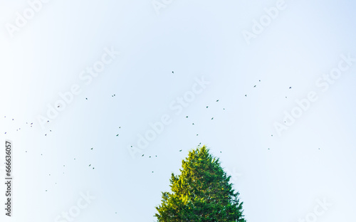 A flock of birds flying around a treetop in a pale blue sky photo