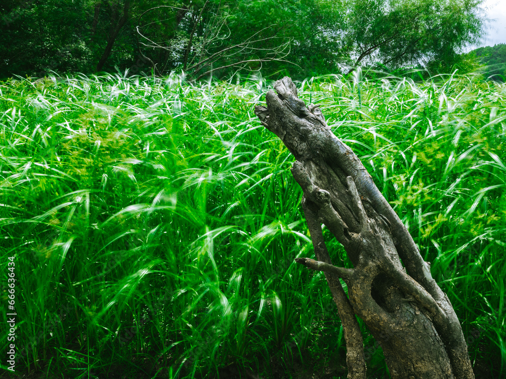 Sedge grass swaying in the wind near a stump along the Catawba River in Charlotte, North Carolina Sedge grass swaying in the wind near a stump along the Catawba River in Charlotte, North Carolina