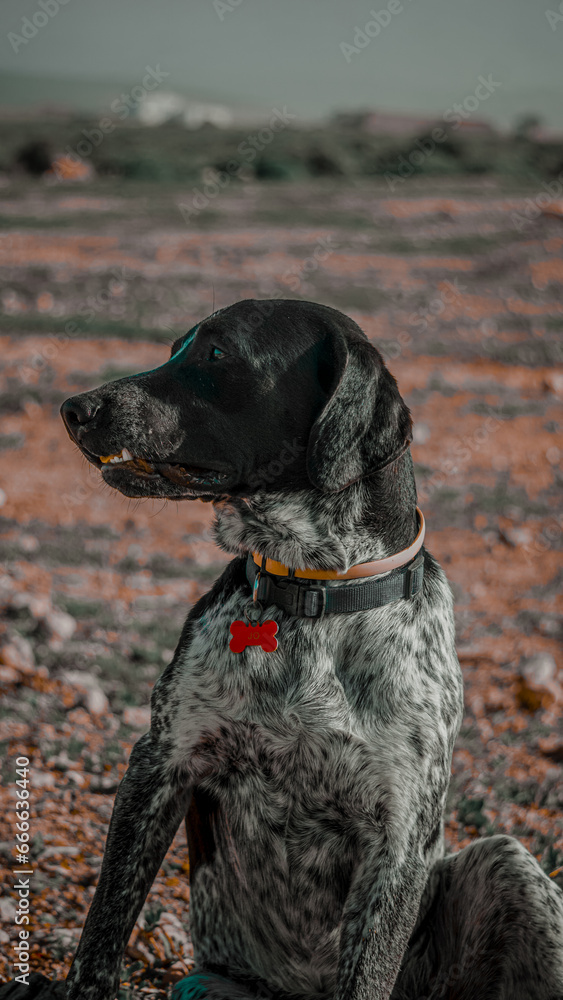 dog in the park