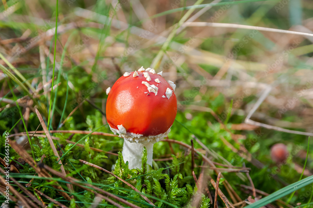 Red Amanita muscaria mushrooms in a forest Red Amanita muscaria mushrooms in a forest