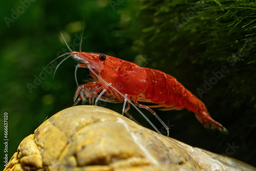 Red shrimp in the aquarium.