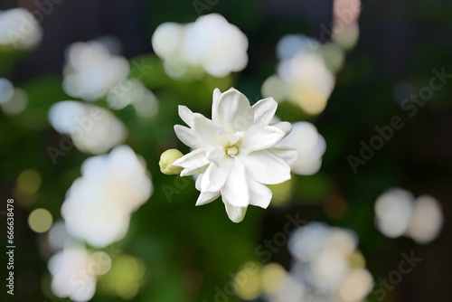 beautiful fresh jasmine  white flower texture in blur background,in india known as mogra,jui,chameli,mallika,jai,it is national flower of philippines  photo