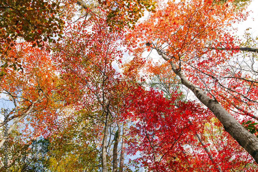Autumn leaves on hardwood trees looking skyward Autumn leaves on hardwood trees looking skyward