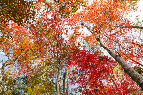 Autumn leaves on hardwood trees looking skyward photo