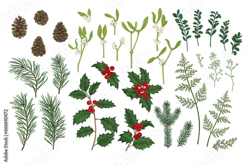 Set of Christmas plants. Vintage botanical illustration. Spruce, pine, holly, fern, eucalyptus seeds, boxwood. Colorful.