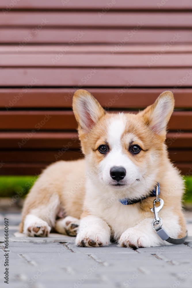 A little pembroke corgi puppy lies on a tile in a city park and looks at the camera A little pembroke corgi puppy lies on a tile in a city park and looks at the camera