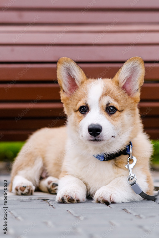 Pembroke Welsh Corgi puppy sits on the tiles outdoors, smiles and looks away