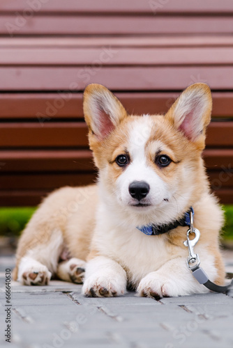 Pembroke Welsh Corgi puppy sits on the tiles outdoors  smiles and looks away