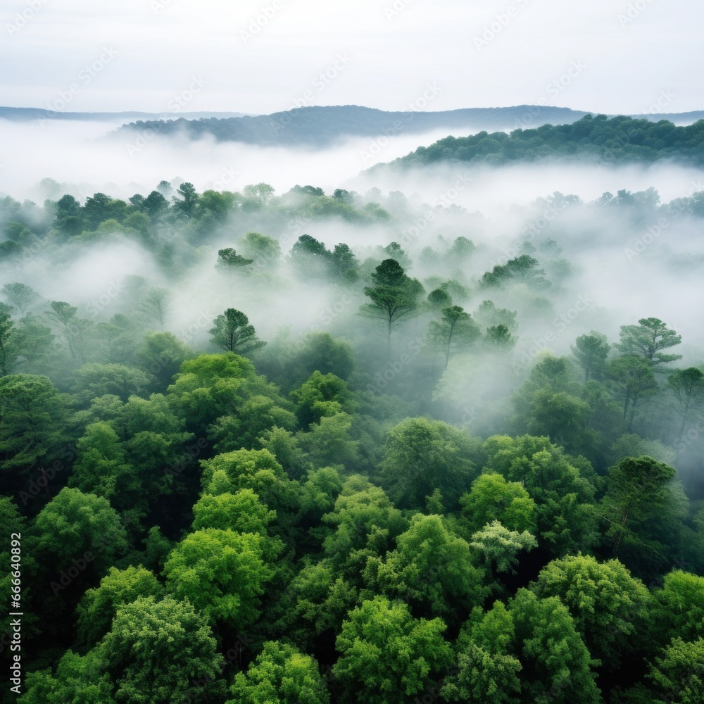 A panoramic view of a dense forest with a white fog covering the treetops A panoramic view of a dense forest with a white fog covering the treetops