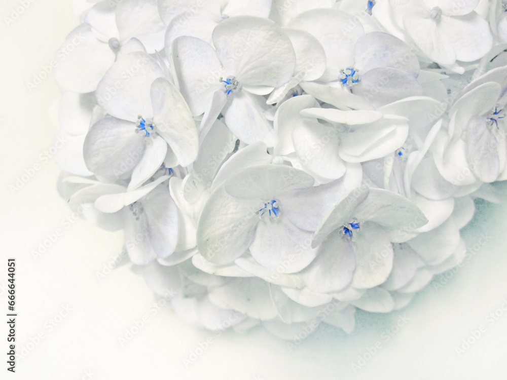 White light blue hydrangea close-up White light blue hydrangea close-up