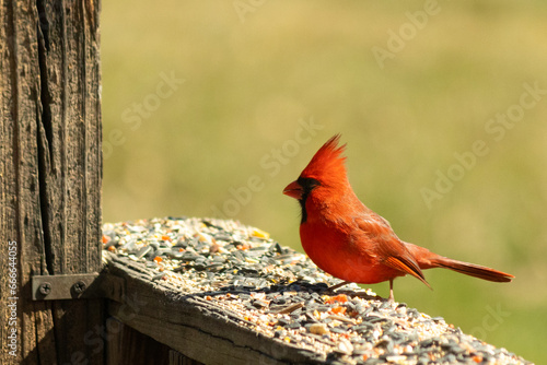 This beautiful red cardinal came out to the brown wooden railing of the deck for food. His beautiful mohawk standing straight up with his black mask. This little avian is surrounded by birdseed. © Larry