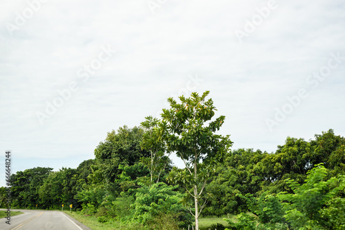 View of an asphalt road connecting two cities in Bahia, Brazil. photo