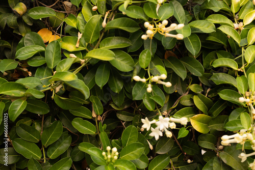green leaves background