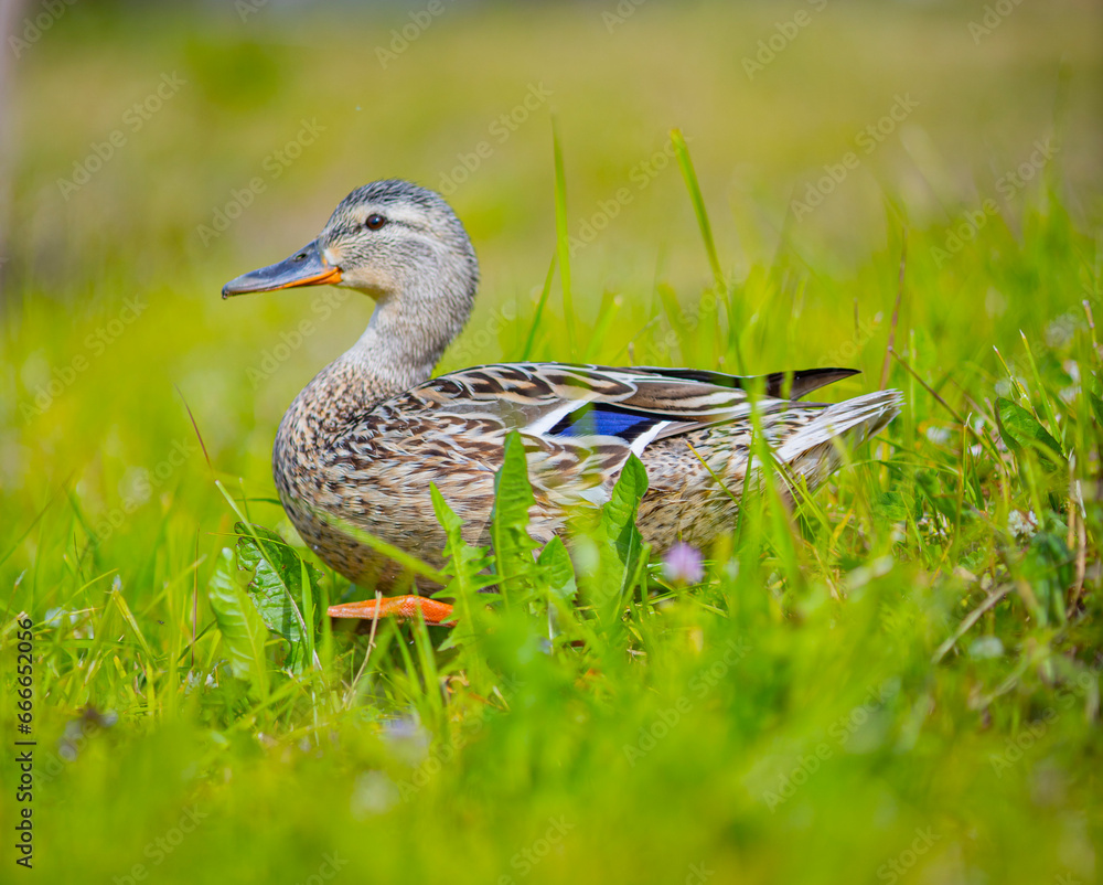 Fototapeta premium wild duck on the beach