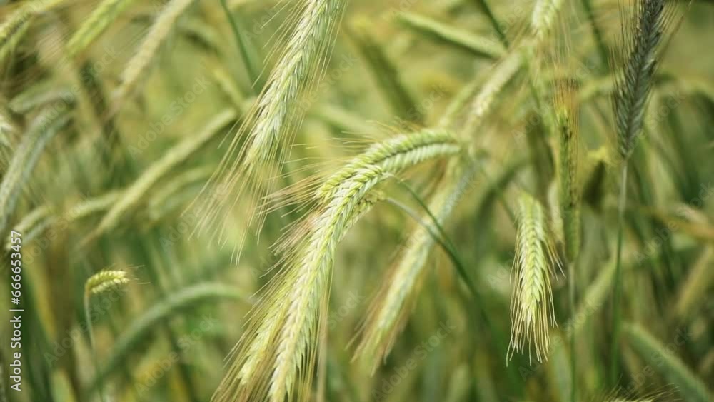 Ripening ear of barley crops in field Ripening ear of barley crops in field