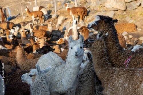 Domesticated herd of llamas in the morning sun in the scenic Tunari National Park near Cochabamba, Bolivia - Traveling and exploring South America photo