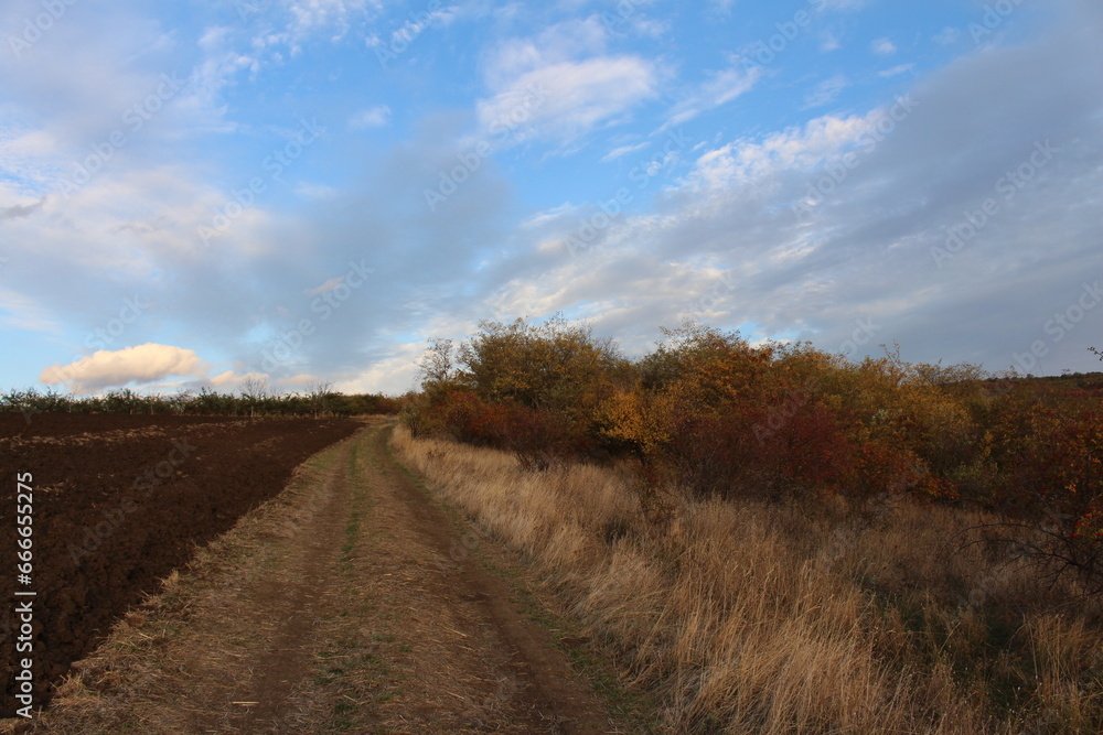 A dirt road through a field with trees and blue sky