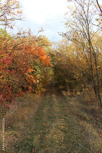 A dirt road through a forest