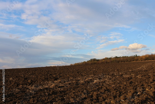 A field with trees and blue sky