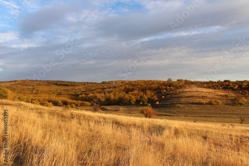 A field with trees and hills