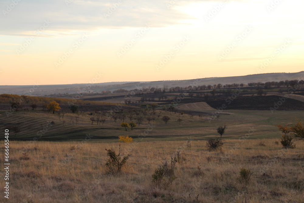 Fototapeta premium A landscape with a field of grass and trees