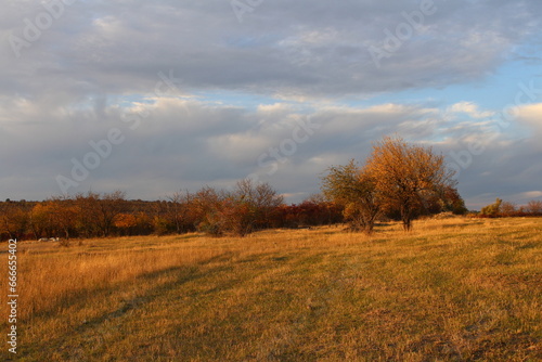 A field with trees and bushes