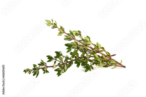 Two fresh sprigs of thyme on a white background.
