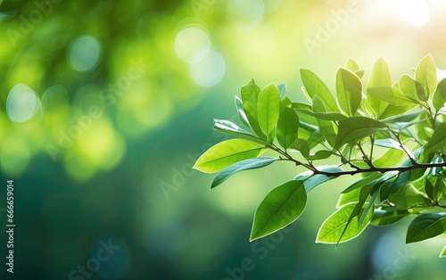 Green leaves with sunflare background.