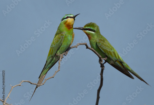 A pair of Blue-cheeked bee-eater perched on acacia tree at Jasra, Bahrain