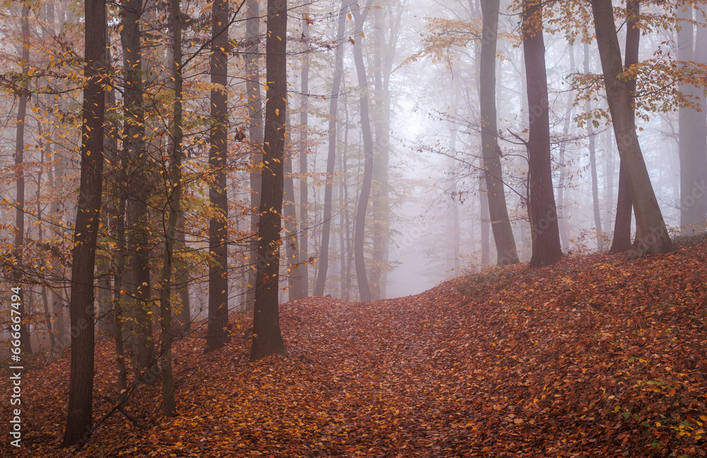 Path in autumn forest. Fog in beech woodland. Fall season weather