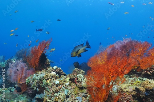 Fototapeta Naklejka Na Ścianę i Meble -  Underwater colorful rich tropical coral reef. Various colored corals and exotic fishes. Scuba diving on the underwater reef with ocean wildlife. Scuba diving underwater photography.